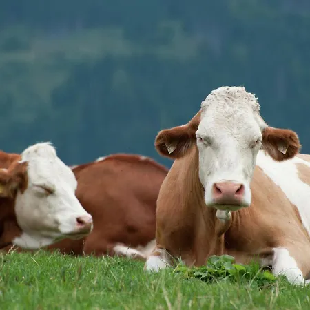 In Fusch Near Lift And * Fusch an der Grossglocknerstrasse