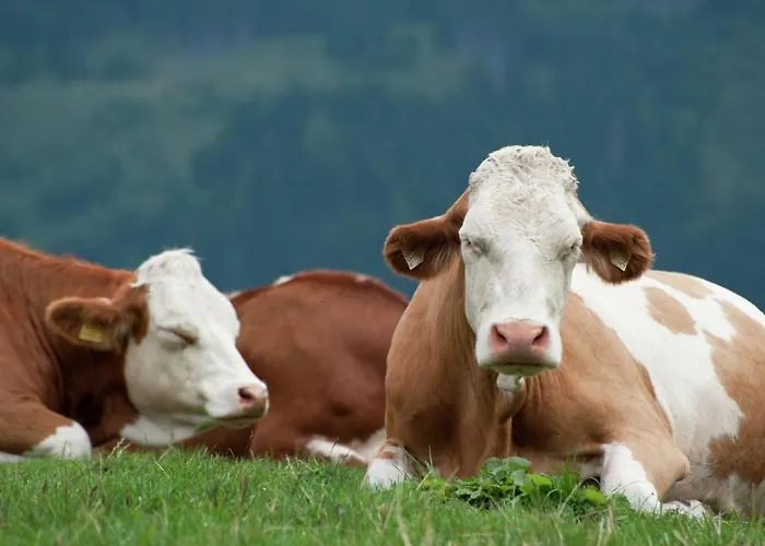 In Fusch Near Lift And * Fusch an der Grossglocknerstrasse